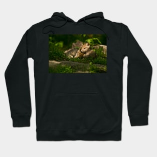 Timber Wolf Pups Hoodie